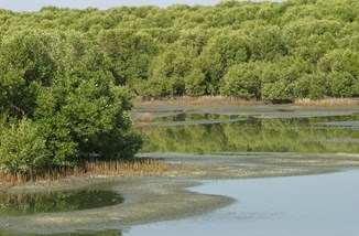Mangrove Forest Istock 1366010822 Zambezishark