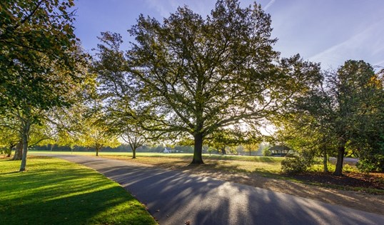 Tree in park with sunlight